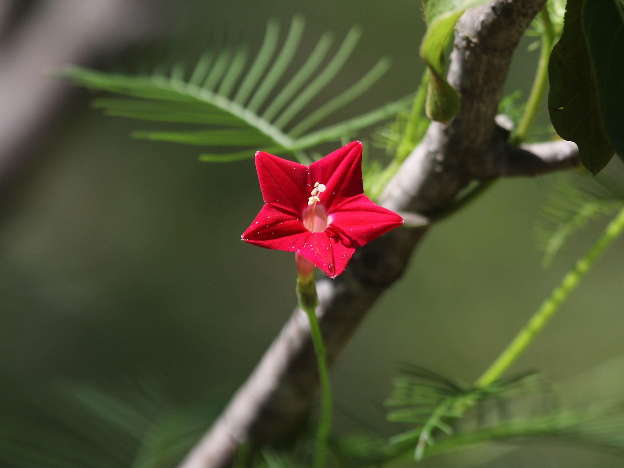 Ipomoea quamoclit